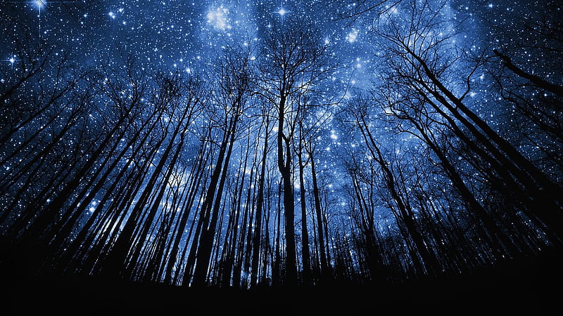 Starry Winter Treescape, dark, black, silhouette, white, trees, blue, stars, forest, 1920x1080, unique point-of-view, HD wallpaper