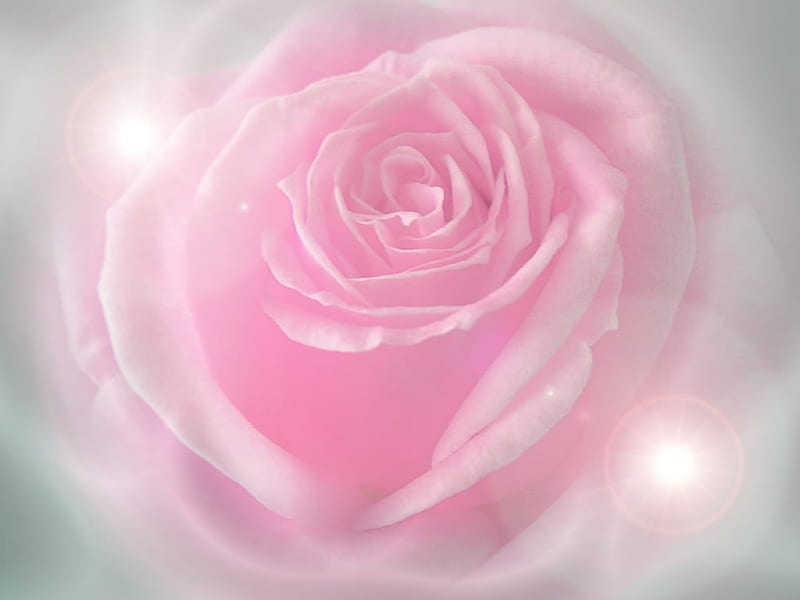 Romance Rose, frosted, rose, love, soft, pink, light, HD wallpaper | Peakpx