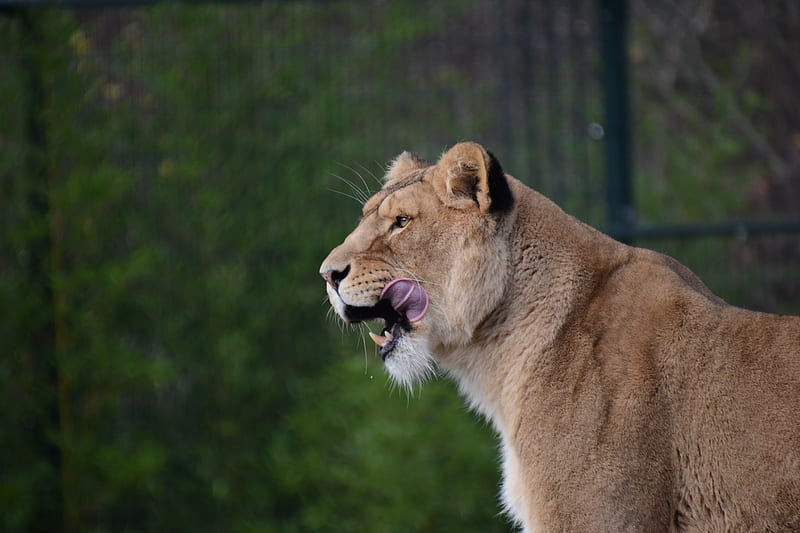 lioness, predator, animal, protruding tongue, big cat, HD wallpaper
