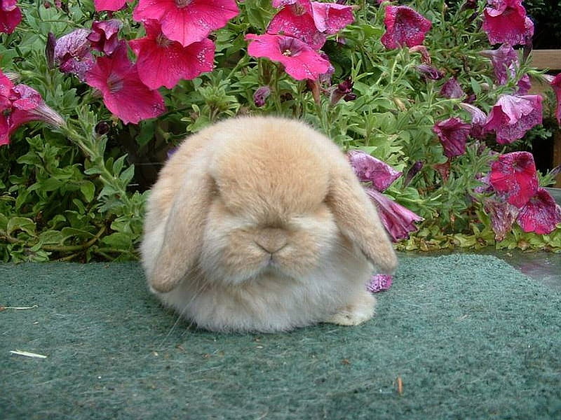 Cute Bunny, cute, cool, bunny, HD wallpaper
