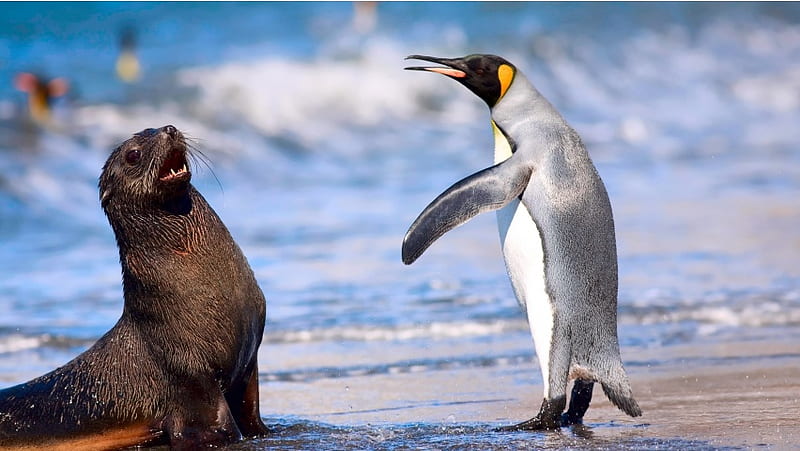 Royal Penguin Antarctic Fur Seal, HD wallpaper