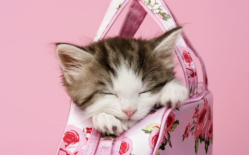 Sleeping kitten, bag, pisici, cute, purse, cat, sleep, kitten, animal, white, pink, pet, HD wallpaper