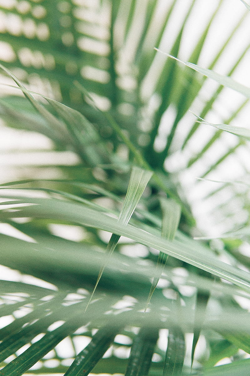 Palm, leaves, green, dark, HD phone wallpaper