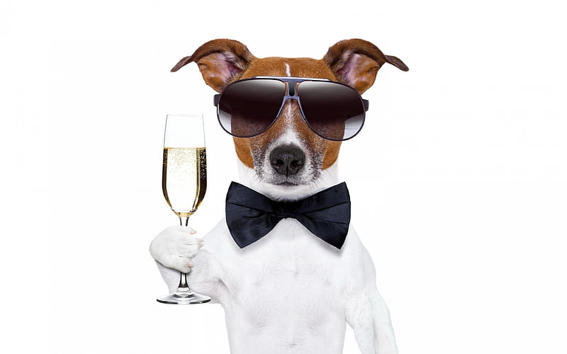 The Great Gatsby, wine, caine, black, bow, happy new year, animal, sunglasses, glass, great gatsby, funny, white, puppy, dog, HD wallpaper