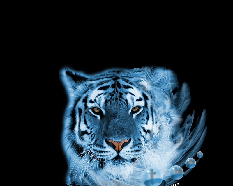 Blue tiger animals big cats tigers HD wallpaper  Peakpx
