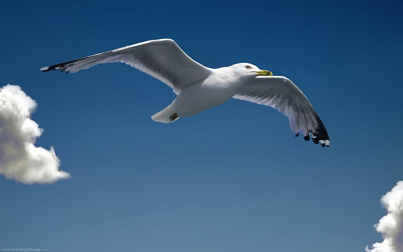 seagull-Natural animal, HD wallpaper