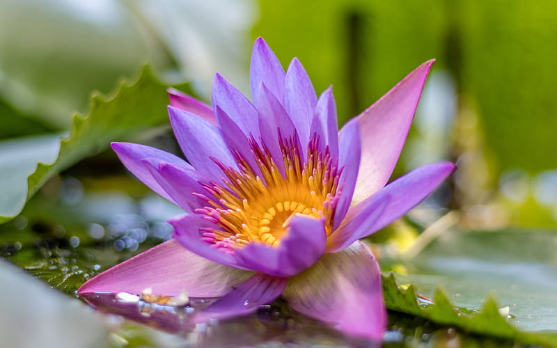 Lotus close-up, Lilac lotus, Nelumbo, HD wallpaper