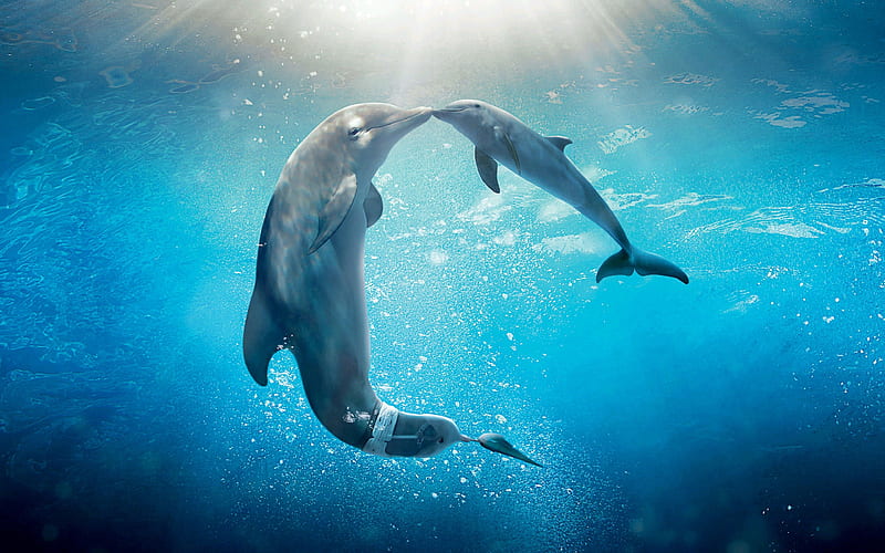 dolphins, underwater, mammals, dolphins pair, sea, water, 4к, HD wallpaper