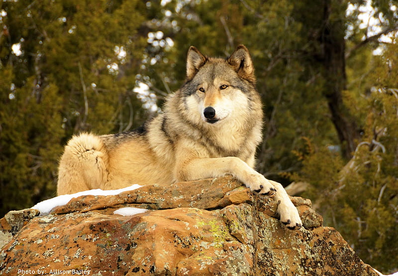 Resting Wolf, predator, wildlife, nature, Grey Wolf, HD wallpaper
