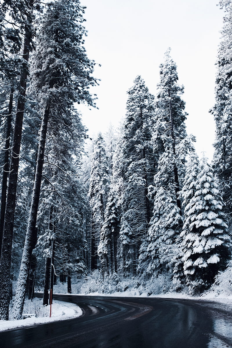 winter, road, trees, snow, turn, HD phone wallpaper