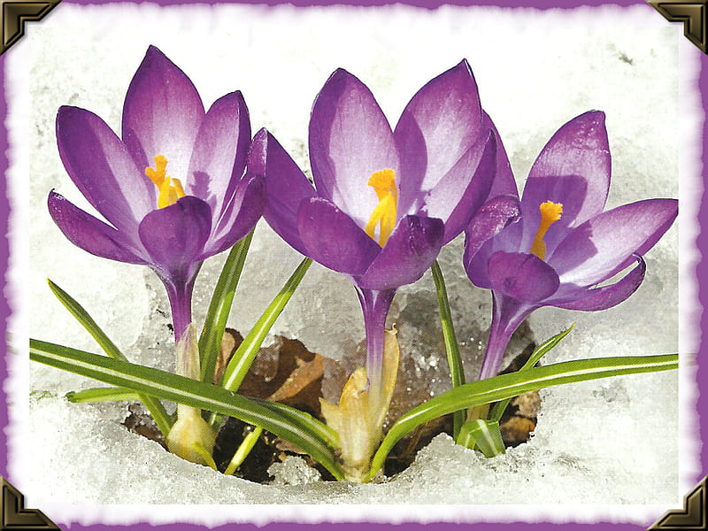 Awakening - Purple Crocus 1, crocus, spring, marie read, read, floral, graphy, snow, flower, beauty, HD wallpaper