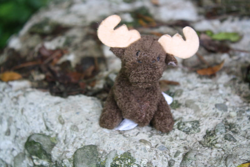 Rupert, rocks, cute, nature, moose, HD wallpaper