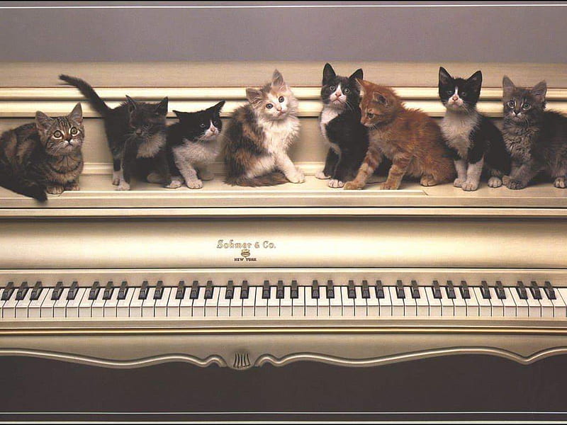 Piano cats, keys, kittens, sitting, adorable, cats, fur, piano, HD wallpaper