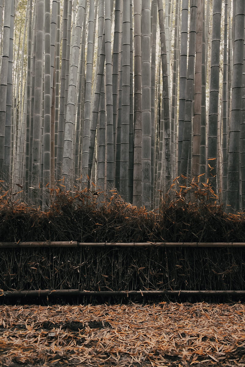 bamboo, stems, plant, HD phone wallpaper