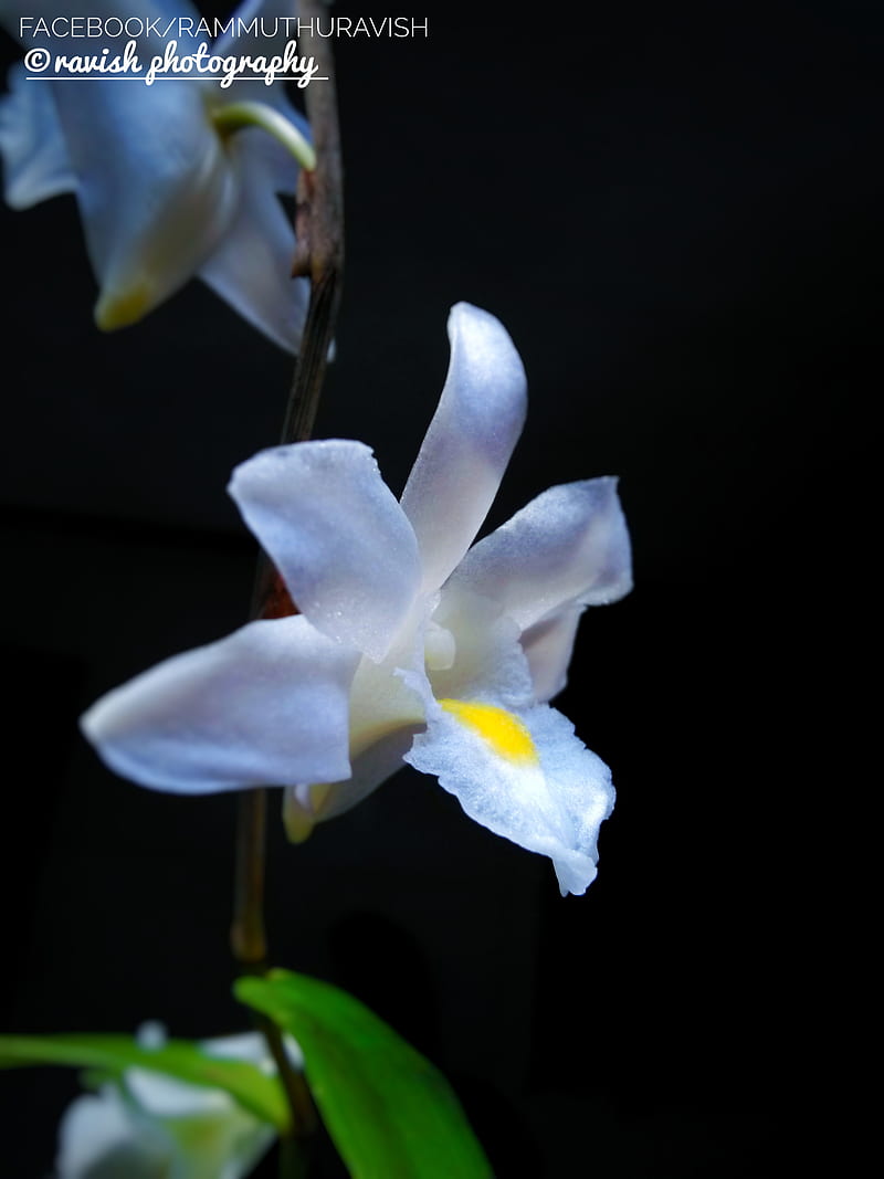 Orchid flower, black, cafe, r, opal, graphy, violet, white, HD phone wallpaper