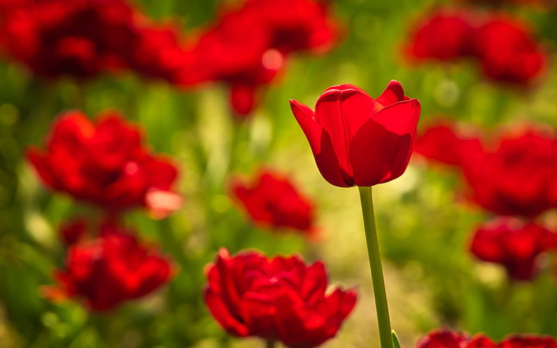 ️, Tulips, Red, Stem, Flowers, HD wallpaper