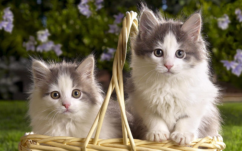 Sweet kitten couple in basket, feline, basket, flower, cat, kitten, couple, animal, sweet, HD wallpaper