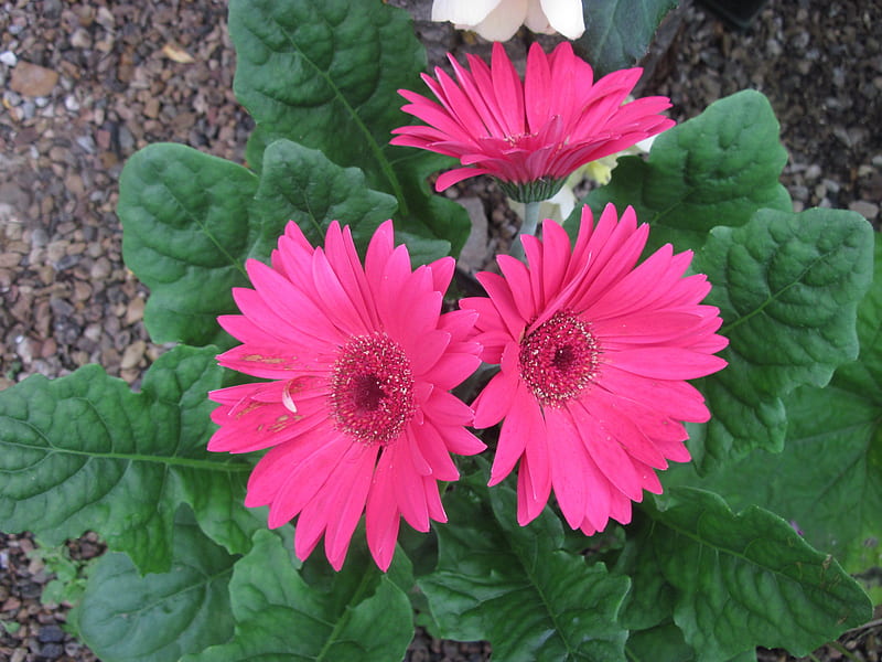 Trio Gerbera, red, graphy, green, gerbera, Flowers, HD wallpaper