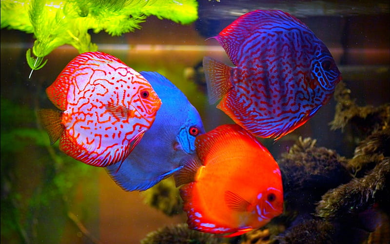 discus fish, fish, aquarium, animal, discus, HD wallpaper