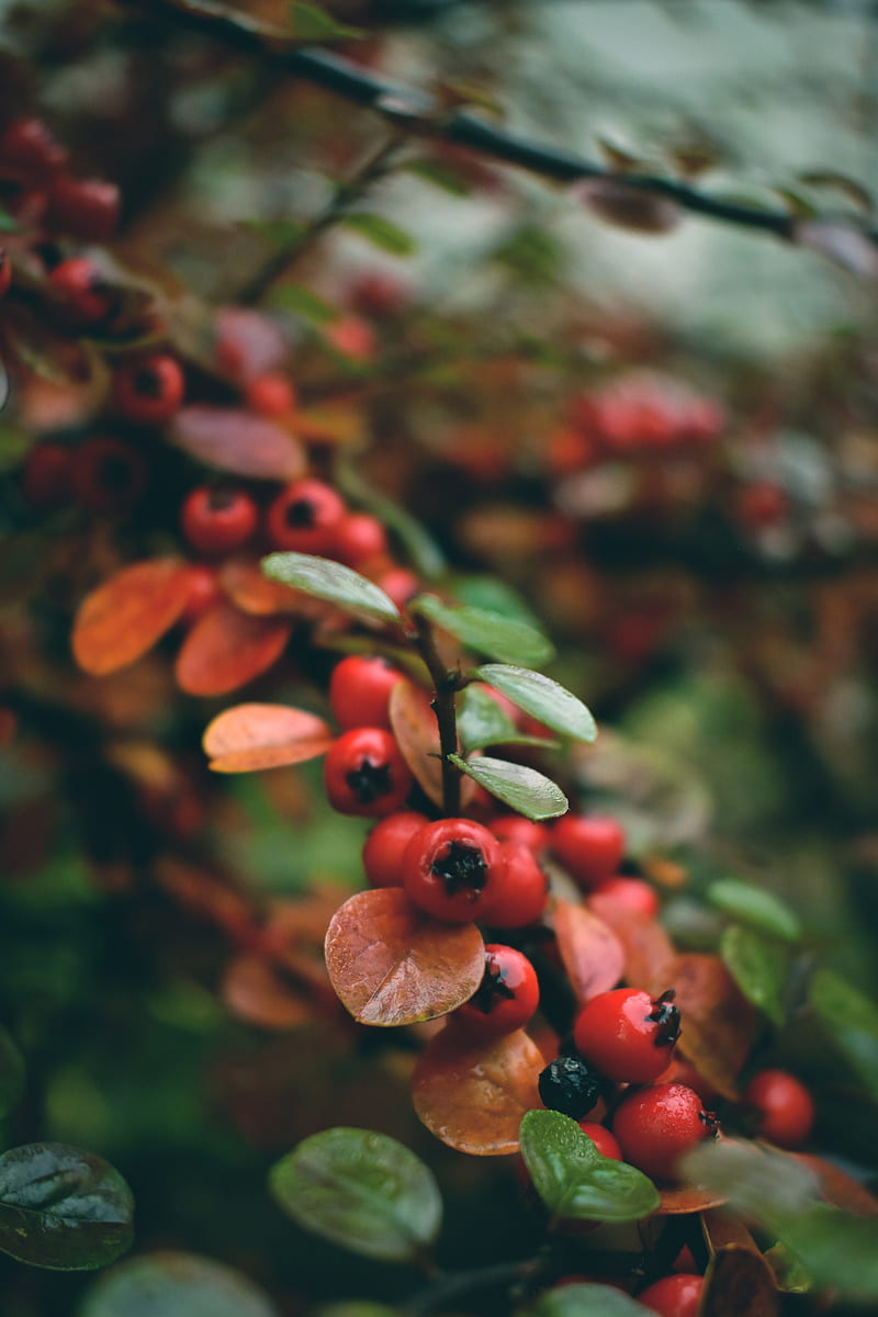 rowan, berries, branch, red, wet, macro, HD phone wallpaper