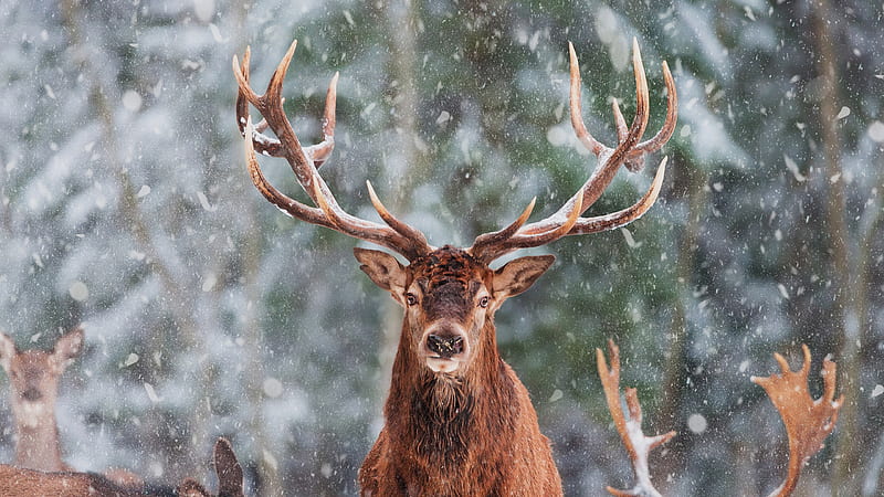 Brown Deer With Sharp Horn Animals, HD wallpaper