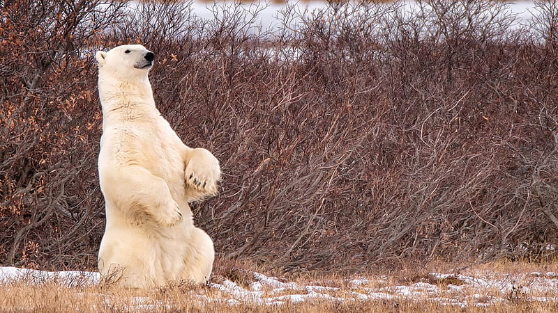 Polar bear, paw, bear, Polar, fur, HD wallpaper