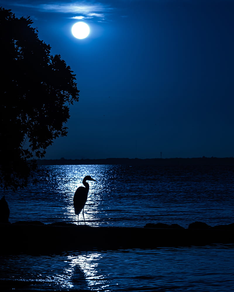 heron, moon, night, silhouette, HD phone wallpaper