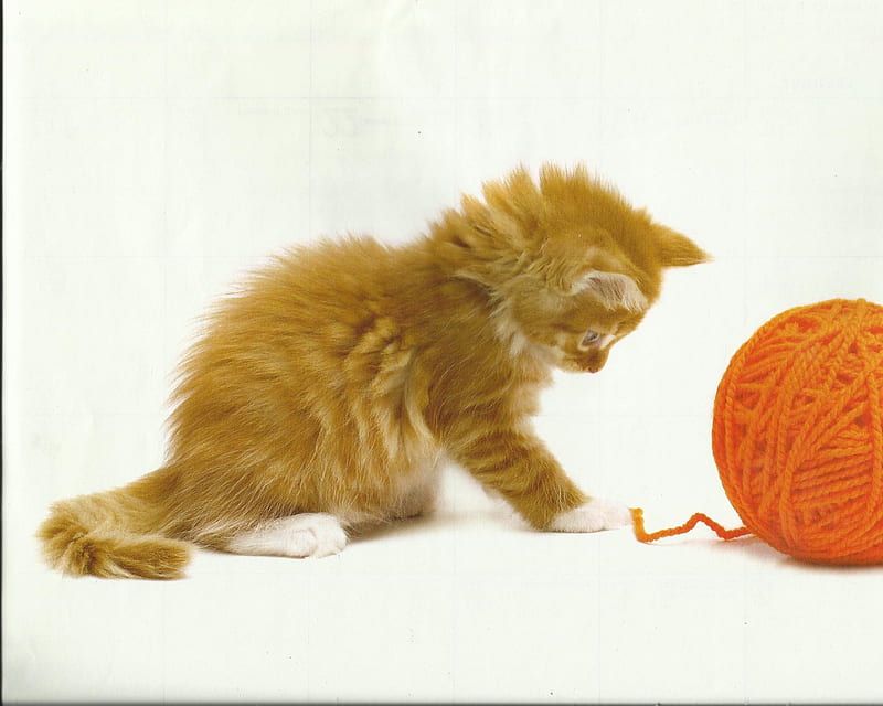 Kitten playing with yarn, cute, paws, yarn, kitten, HD wallpaper