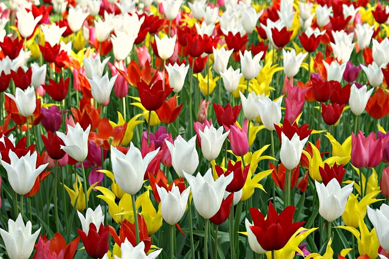 Holland Tulips, red, orange, yellow, Holland, green, flowers, tulips, Spring, white, pink, HD wallpaper