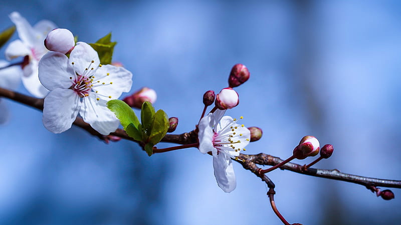 Blossom Spring Branch In Blue Blur Background Flowers, HD wallpaper