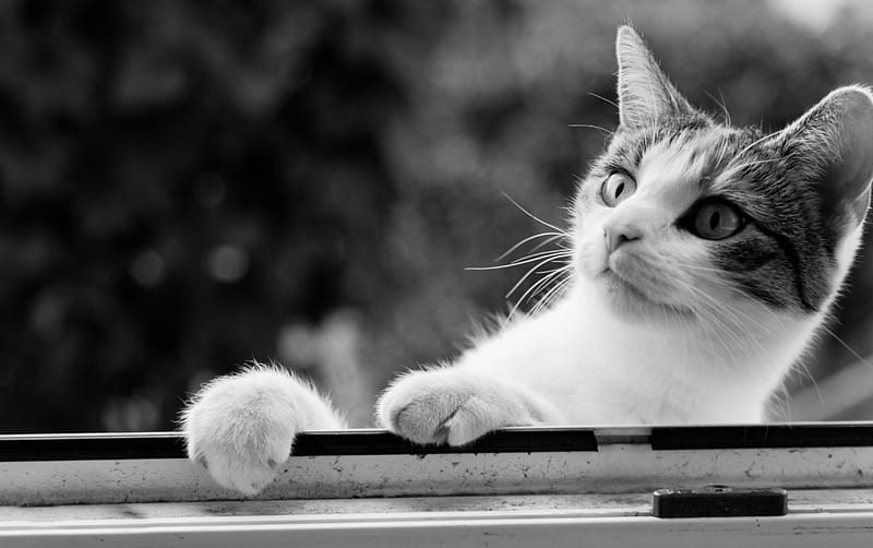I see you!, cute, bw, black, funny, white, cat, animal, HD wallpaper