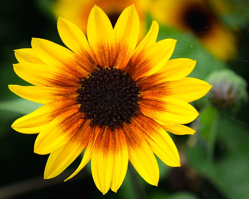annual sunflower, flower, petals, yellow, macro, HD wallpaper
