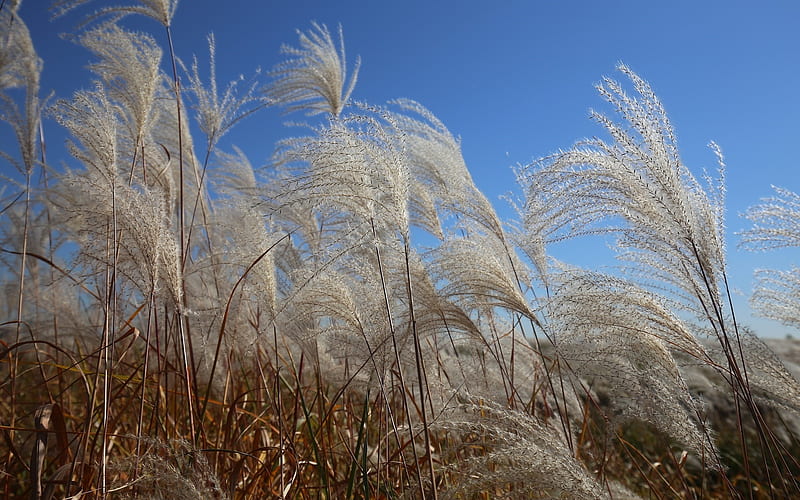 Reed - Silver Grass, nature, reed, plants, silver grass, HD wallpaper