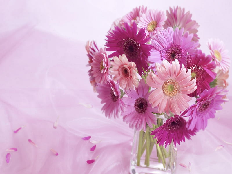 Lovely pink bouquet, wonderful, gerberas, lovely, pale, bonito, daisies, flowers, nature, arrangementt, bouque, pink, HD wallpaper