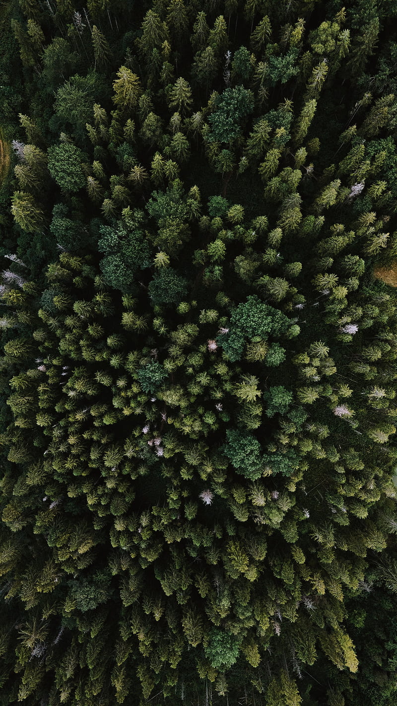 spruce, aerial view, trees, forest, HD phone wallpaper