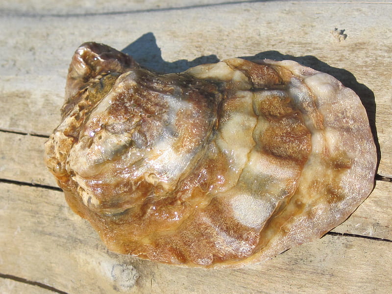 Mollusk Shell, beach, shell, HD wallpaper