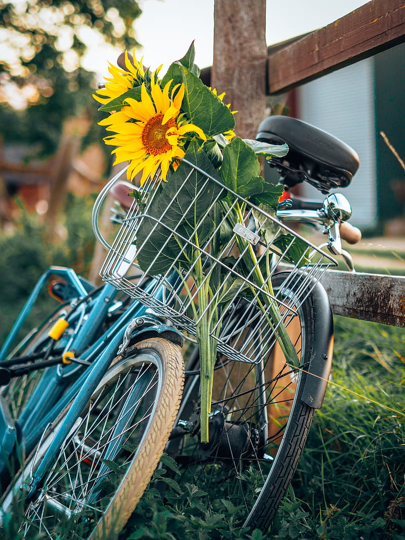 bike, sunflowers, flowers, basket, HD phone wallpaper