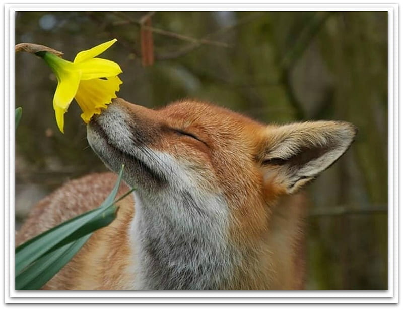 FOX SMELLING FLOWER, NATURE, FLOWER, FOX, HD wallpaper