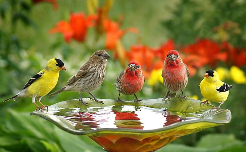 Bird Gathering, water, bird, gathering, flowers, bath, HD wallpaper
