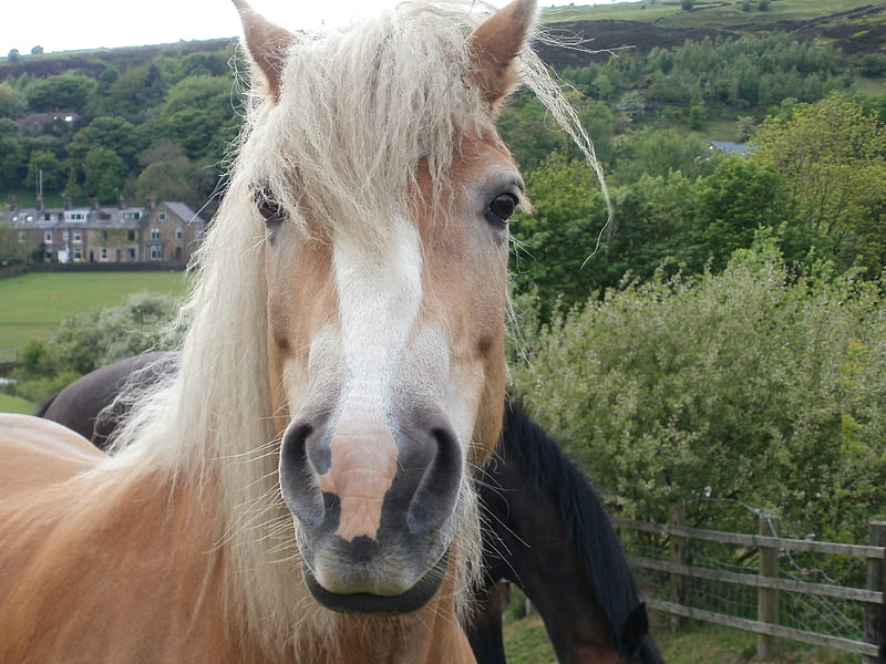 Beautiful Horse Facing Camera, head shot of horse, horse, light brown horse, HD wallpaper