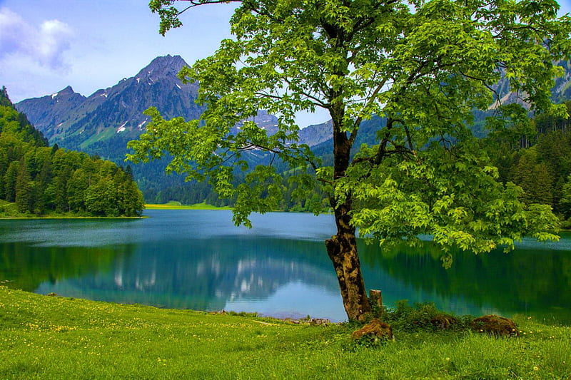 Just nature, forest, calmness, grass, bonito, sky, lake, pond, mountain, tree, serenity, nature, reflection, HD wallpaper