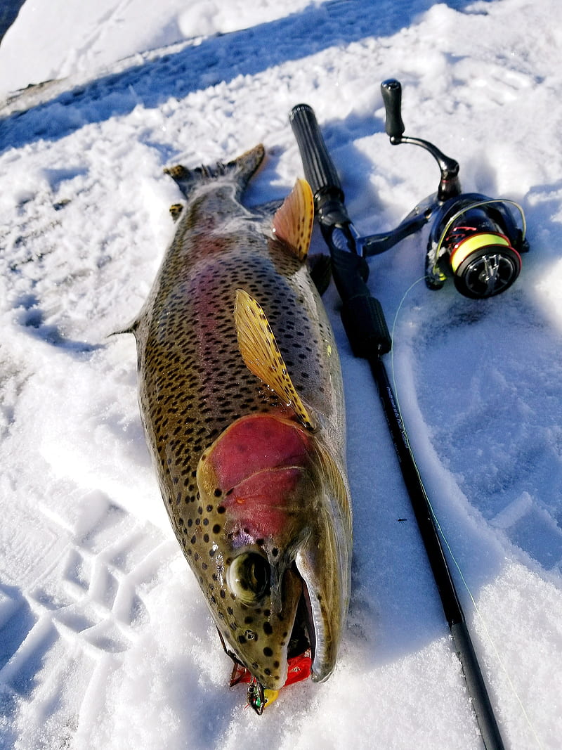 Rainbow trout, fish, fishing, knots, theme, HD phone wallpaper