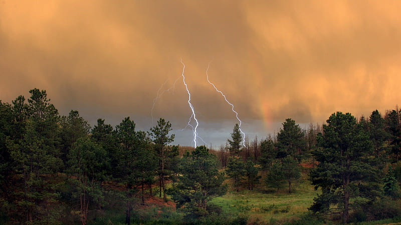 Summer Storm in the Forest, lightning, summer, storms, forests, forces of nature, sky, HD wallpaper
