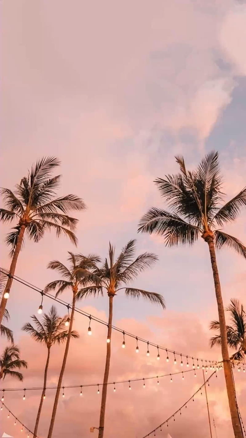 Aesthetic palm tree summer for iPhone in 2022. iPhone landscape, Scenery , iPhone background nature, Hipster Summer, HD phone wallpaper