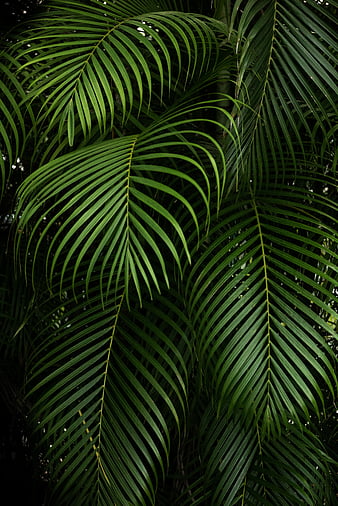 Tropical Leaves Wallpaper Images - Free Download on Freepik