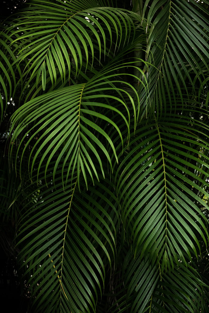 branches, leaves, carved, green, plant, tropical, HD phone wallpaper