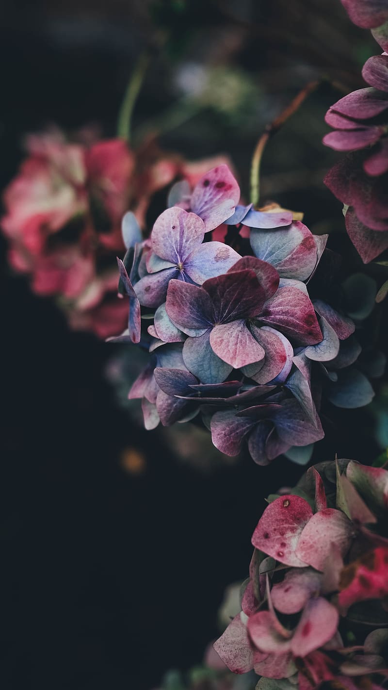 Colourful New Flower, new flower, HD phone wallpaper | Peakpx