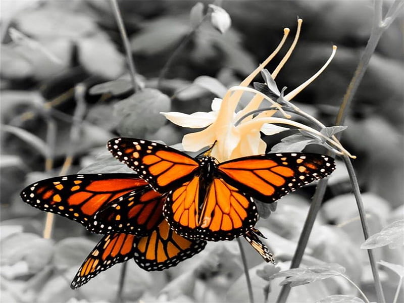 Monarchs On Columbine, colorful, Columbine, orange, flower, nature, Monarchs, butterflies, cream colored, HD wallpaper