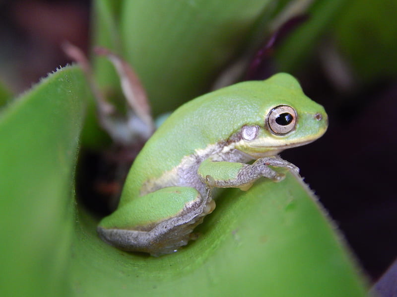 Cute Frog, animal, cute, frog, green, color, nature, single, outdoor, light, HD wallpaper