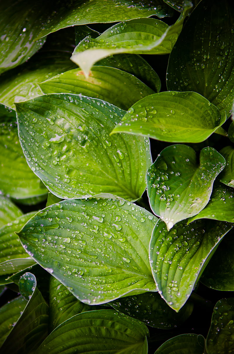 hosta, leaves, drops, water, plant, macro, HD phone wallpaper